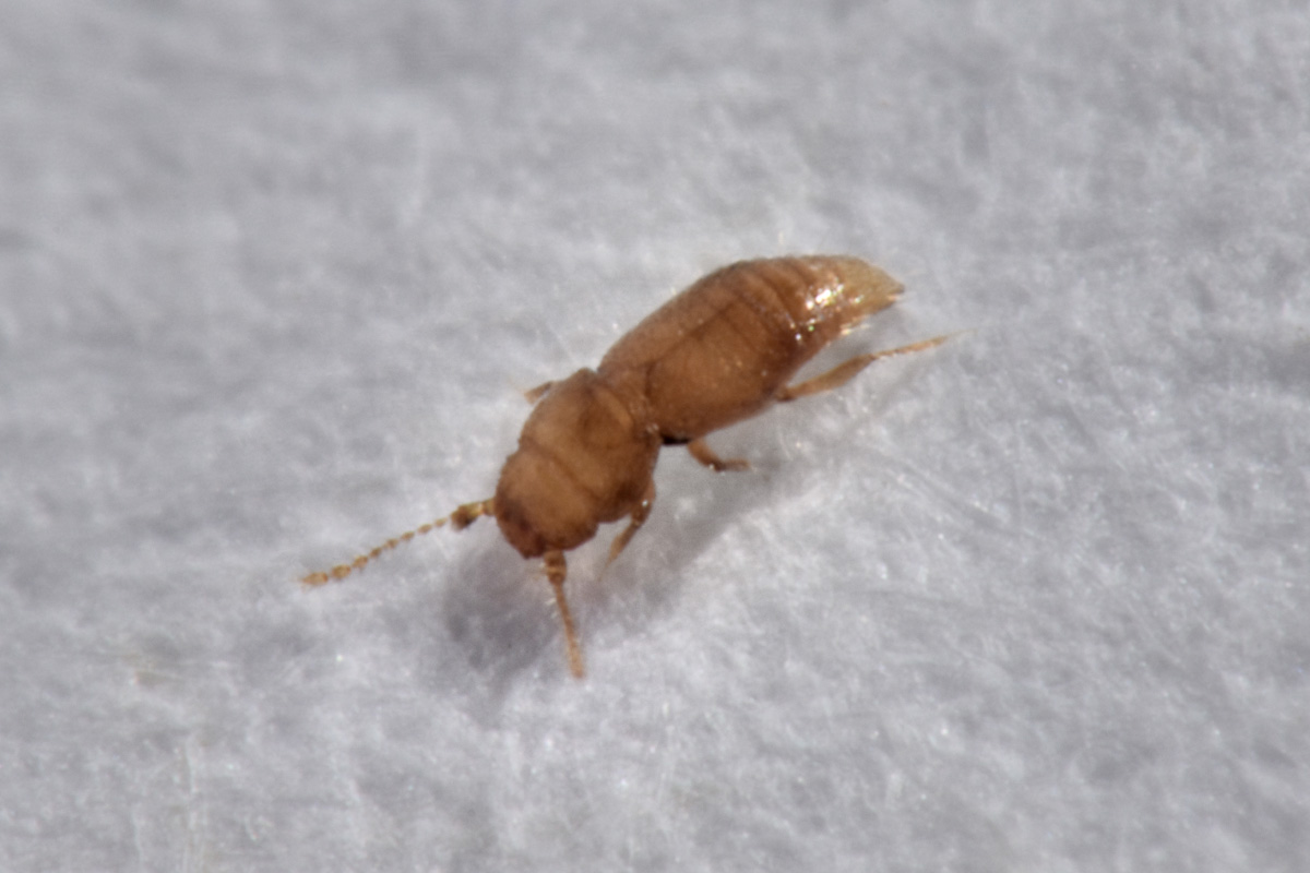 Ptiliidae:  Ptinella sp?